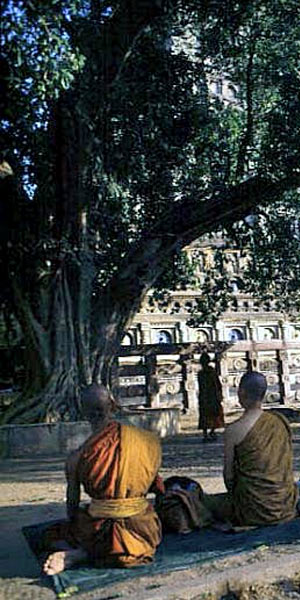 Фиговое дерево Бодхи