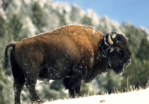 Североамериканский буйвол или Бизон